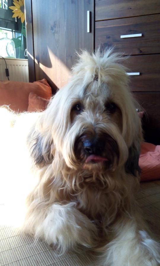 Ferienappartement Potthoff 2 -Hund Willkommen- Altenau  Esterno foto